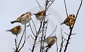A group of European goldfinch on tree branches - colorful birds - Carduelis carduelis
