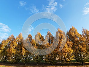 Group of European hornbeam treesunder the blue sky photo