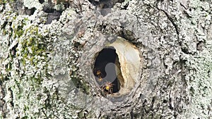 Group of European Hornets next to nest in a tree