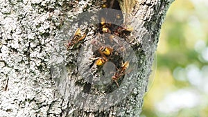 Group of European Hornets next to nest in a tree