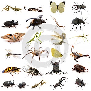 Group of european insects