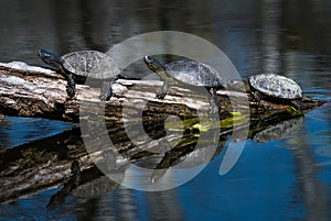 Group Of European Pond Terrapin Water Turtles Sunbathing On A Tree In The Danube Wetland National Park in Austria