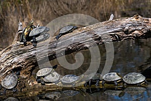 Group Of European Pond Terrapin Water Turtles Sunbathing On A Tree In The Danube Wetland National Park in Austria