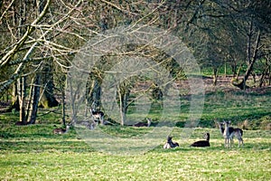 Group of European Roe Deer