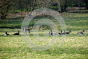 Group of European Roe Deer