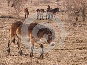 Group of Exmoor ponies on meadow