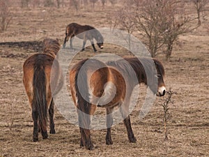 Group of Exmoor ponies on meadow