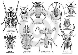 Group of exotic insect illustration, drawing, engraving, ink, line art, vector