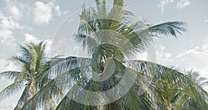 A group of exotic palm trees against a sky with small clouds