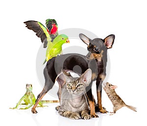 Group of exotic pets. isolated on white background