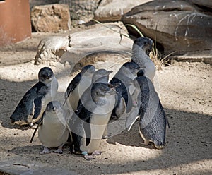 This is a group of fairy penguins