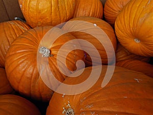 Group of Fall Pumpkins