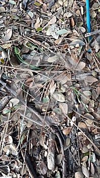 A group of fallen dried leaves and a group of broken dried twigs
