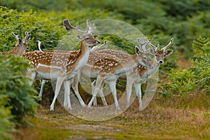 Group of fallow bucks in a meadow.