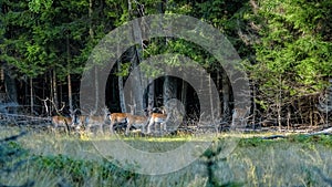 Group of Fallow Deer doe Dama dama grazing on the edge of the forest in the natural habitat of mixed woodland and open grassland