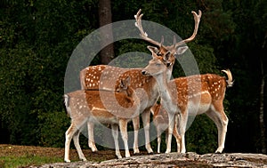 A group of fallow deer, with doe, fawn and buck in a forest in Sweden