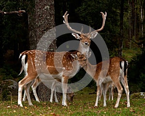 A group of fallow deer, with doe, fawn and buck in a forest in Sweden