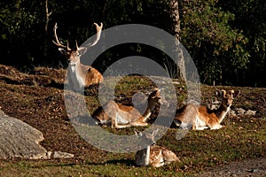 A group of fallow deer, with doe, fawn and buck in a forest in Sweden