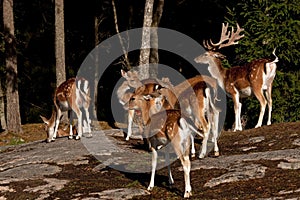 A group of fallow deer, with doe, fawn and buck in a forest in Sweden