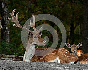A group of fallow deer, with doe, fawn and buck in a forest in Sweden