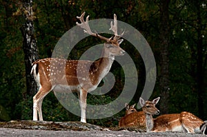 A group of fallow deer, with doe, fawn and buck in a forest in Sweden