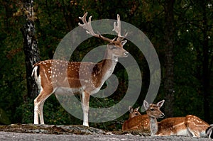 Skupina z ležiace ladom jeleň srna kolouch dolár v les v švédsko 