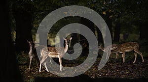 Group of fallow deer in the forest