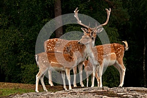 A group of fallow deer, in a forest in Sweden