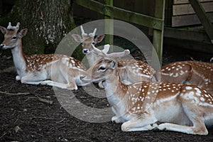 A Group of Fallow Deer Laying Down in the Woods