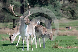 A group of Fallow deer in a meadow