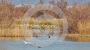 Group of fallow deer in a national park on the lake at springtime