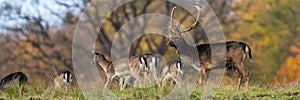 Group of fallow deer standing on field in horizontal shot.
