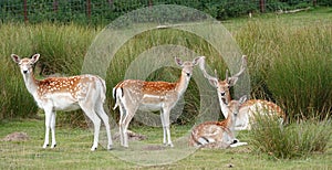 A group fallow deer standing and lying