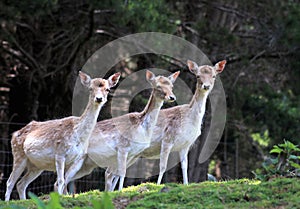 Group of Fallow Deer