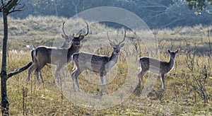 Group of fallow deer photo