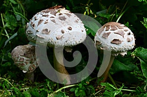 Group of false Parasol mushrooms