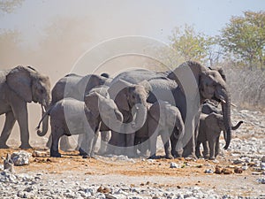 Group or family of African elephants surrounded by dust of small tornado, Etosha National Park, Namibia, Southern Africa