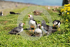 Group or family of Atlantic puffins, the common puffin, seabird in the auk family, on the Treshnish Isles in Scotland UK