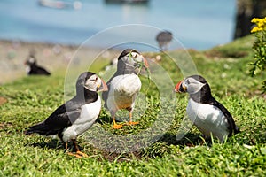 Group or family of Atlantic puffins, the common puffin, seabird in the auk family, on the Treshnish Isles in Scotland UK