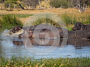 Group or family of hippos fleeing into river with water splashing and spraying, Safari in Moremi NP, Botswana, Africa