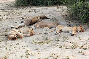 Group, family sleeping lioness in the African savannah
