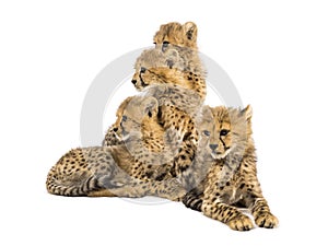 Group of a family of three months old cheetah cubs sitting