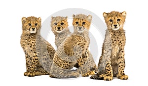 Group of a family of three months old cheetah cubs sitting