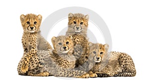 Group of a family of three months old cheetah cubs together