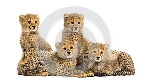 Group of a family of three months old cheetah cubs together