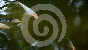 A group of fancy carp or Colorful koi carps swim in clear waters the pond