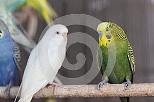 Group of Fancy color Budgerigar