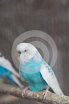 Group of Fancy color Budgerigar