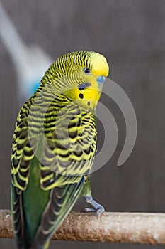 Group of Fancy color Budgerigar