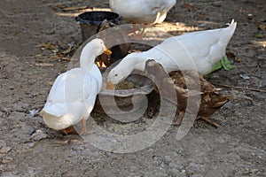 The group farm animal is black and white duck,white goose eatting in the garden